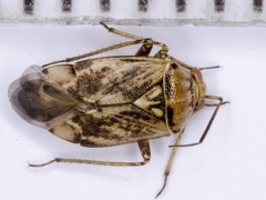 Lygus rugulipennis