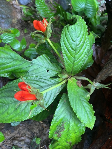Gasteranthus macrocalyx