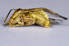 Lygus rugulipennis