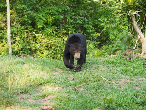 Malayan Sun Bear