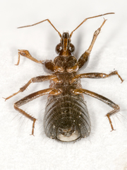Prostemma albimacula