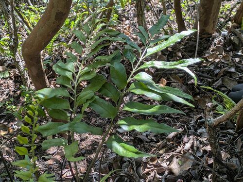 Kaulfuss' spleenwort (Asplenium kaulfussii)