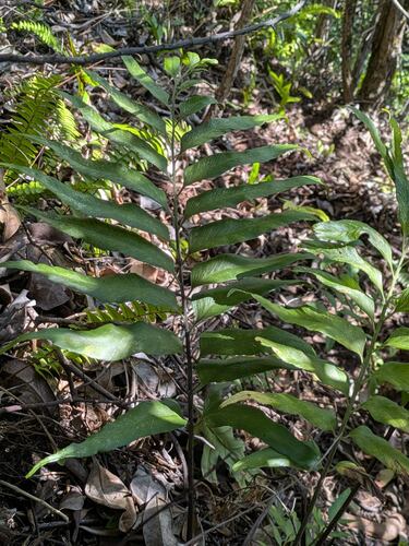 Asplenium kaulfussii, photograph 1