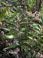 Asplenium kaulfussii, photograph (c) Kevin Faccenda, some rights reserved (CC BY)