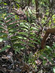 Asplenium kaulfussii, photograph (c) Kevin Faccenda, some rights reserved (CC BY)