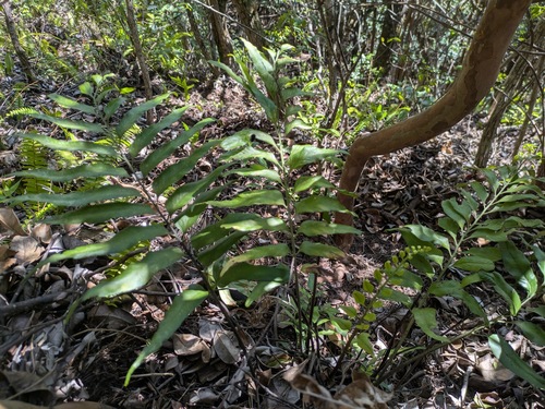 Asplenium kaulfussii, photograph 3