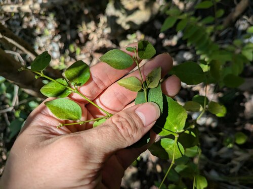 Euphorbia arnottiana, 2025-01-24
