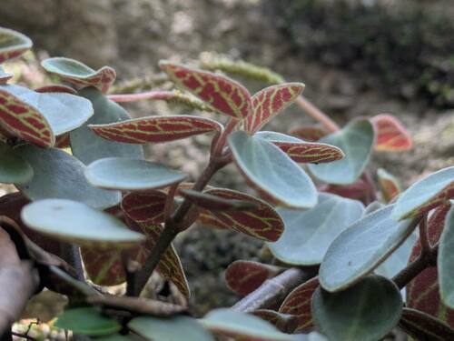 Peperomia sandwicensis