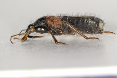 Prostemma albimacula