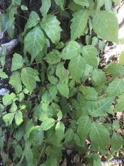Toxicodendron radicans divaricatum