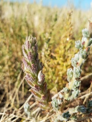 Chloropyron palmatum