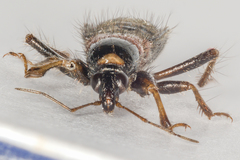 Prostemma albimacula