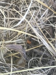 Pseudomethoca propinqua