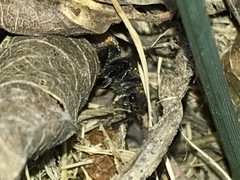 Pseudomethoca propinqua