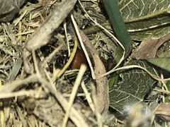 Pseudomethoca propinqua