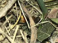 Pseudomethoca propinqua