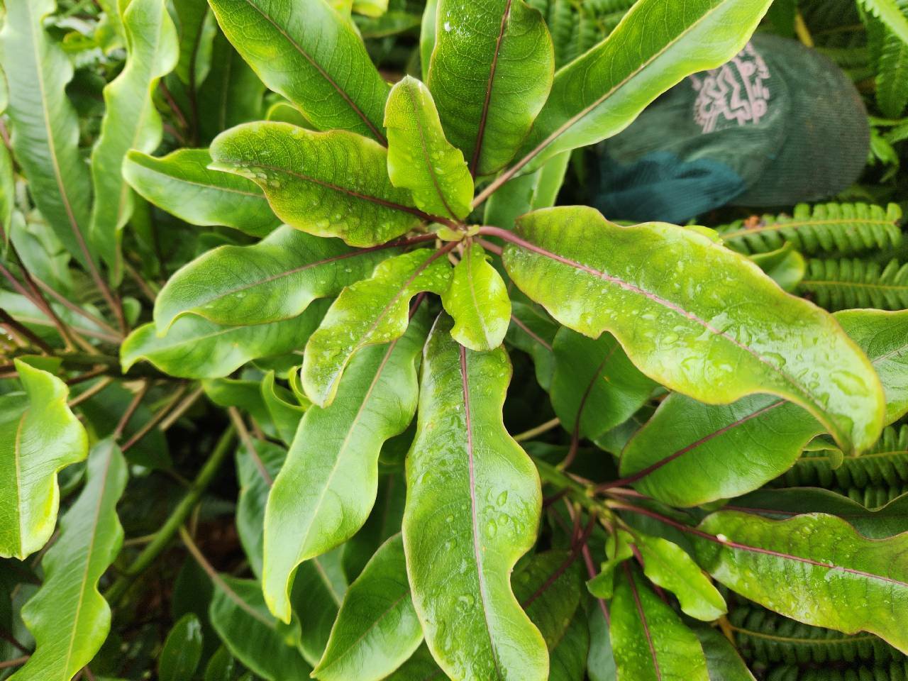 Clermontia arborescens ssp. waikoluensis