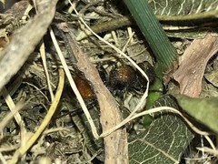 Pseudomethoca propinqua