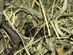 Pseudomethoca propinqua