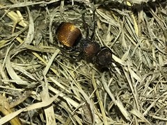 Pseudomethoca propinqua