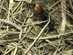 Pseudomethoca propinqua