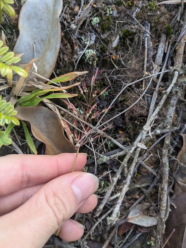 Foto de Capim navalha