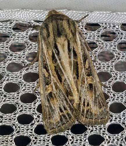 Snowy-veined Apamea Moth photo 4