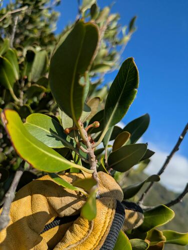 keahi (Sideroxylon polynesicum)