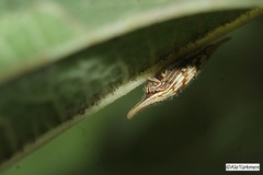 Polyglypta