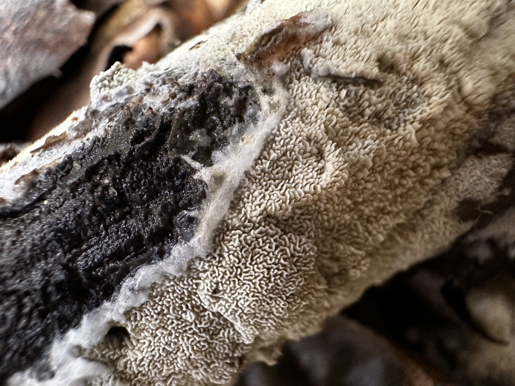 Xylodon sp. 'CA05'