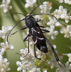 Chlorophorus sartor