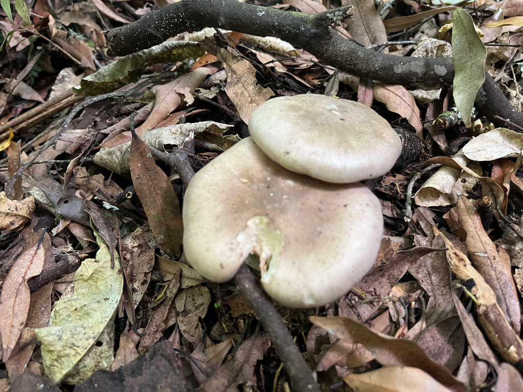Clitocybe nebularis · January 2025 · photo: © parkecology (iNaturalist, cc-by)