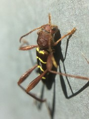 Neoclytus acuminatus