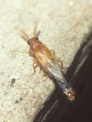 Distremocephalus texanus