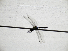 Anax nigrofasciatus