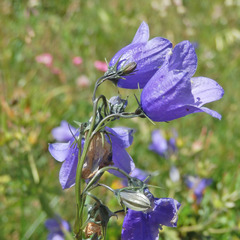 Campanula rhomboidalis
