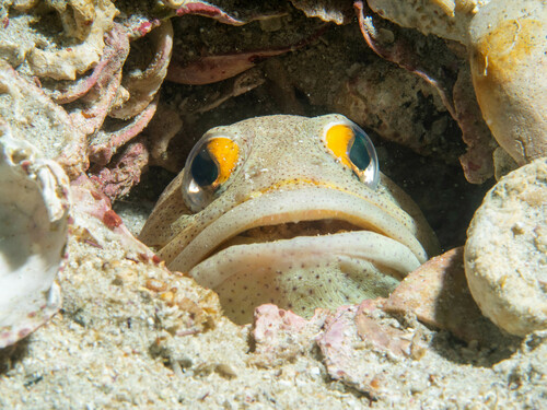 Fijngevlekte kaakvis (Opistognathus punctatus) — Opistognathidae — 4