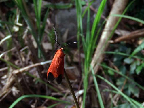 Phauda triadum · iNaturalist