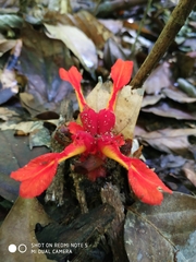 Etlingera
