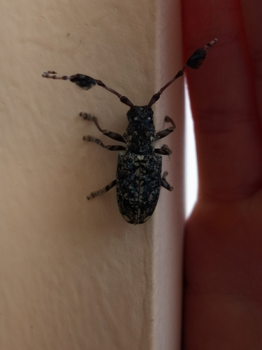 Imantocera penicillata