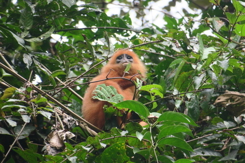 Maroon Leaf Monkey