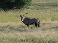 Oryx gazella