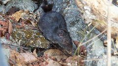 Laotian Rock Rat photo 4