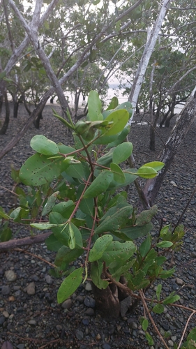 Laguncularia racemosa - Whole tree