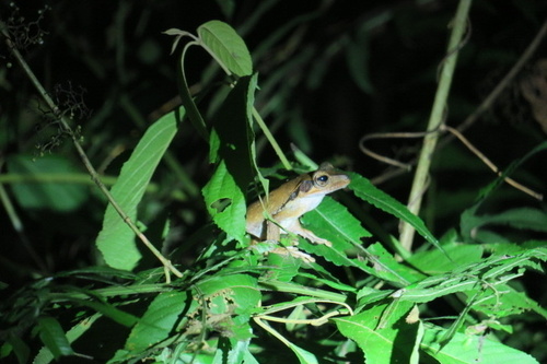 Dark-eared Tree Frog