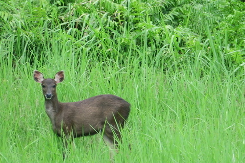 Bornean Sambar