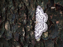 Percnia suffusa