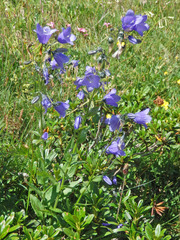 Campanula rhomboidalis