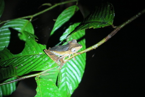 File-eared Tree Frog
