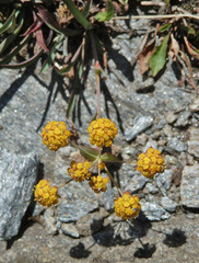 Bupleurum ranunculoides